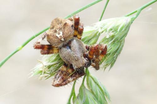 Araneus angulatus